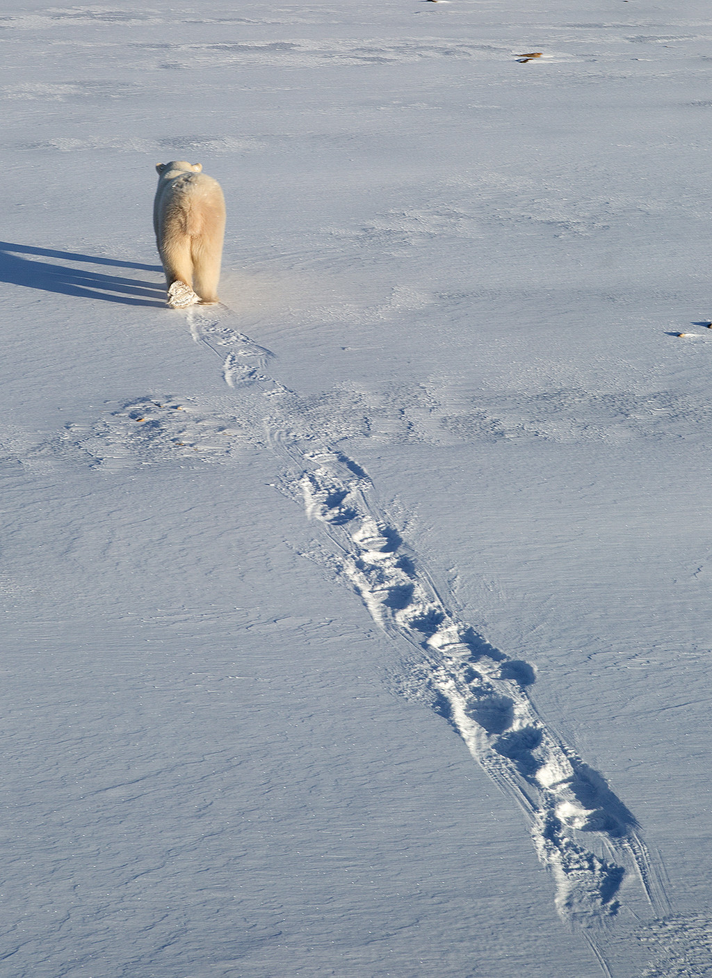 极地观北极熊摄影之旅——我的加拿大丘吉尔行
