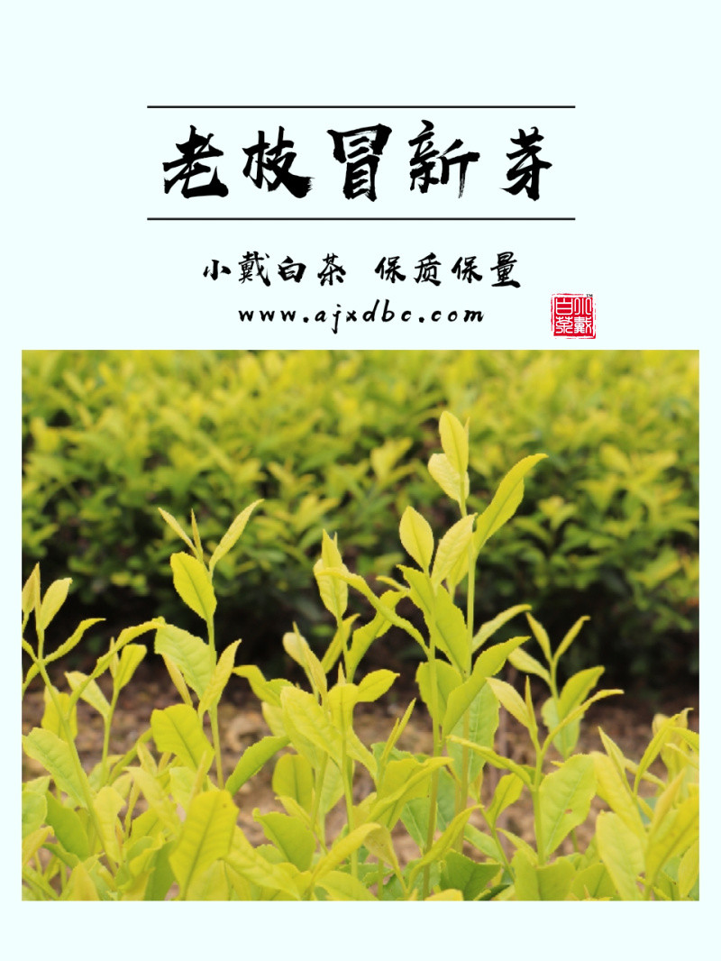 老树冒新芽 安吉黄金叶茶