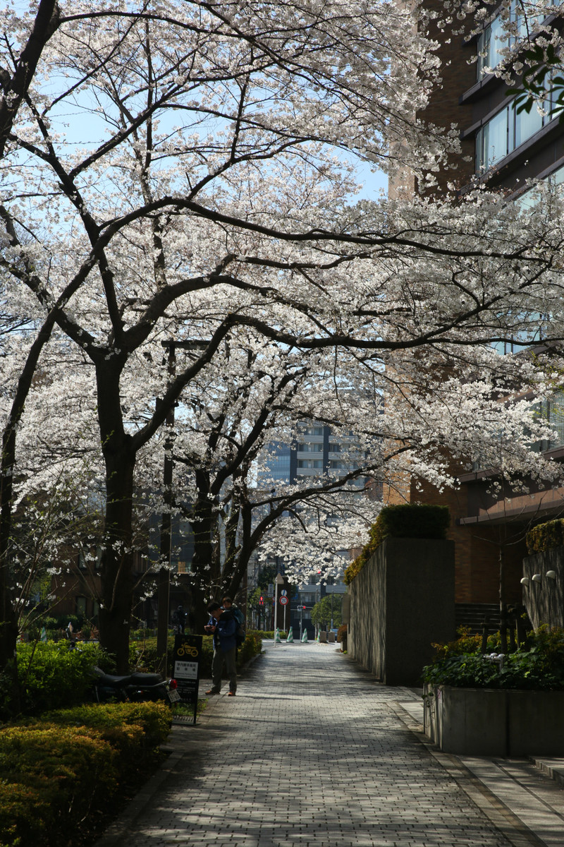 东京大学