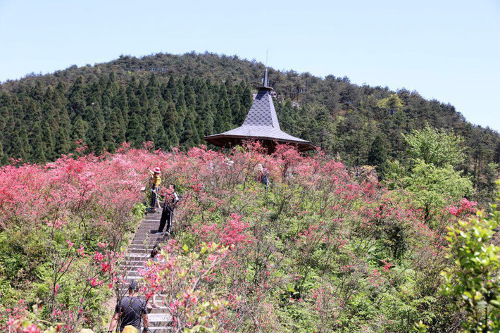            磐安高姥山浙中杜鹃谷