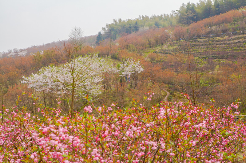 又到一年樱花季 春天四明山李家坑樱花林徒步 大山中的长寿村