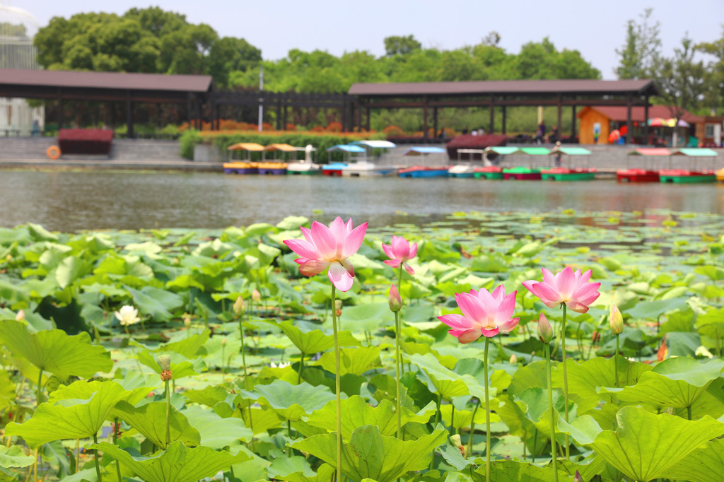 阳澄湖半岛莲池湖公园