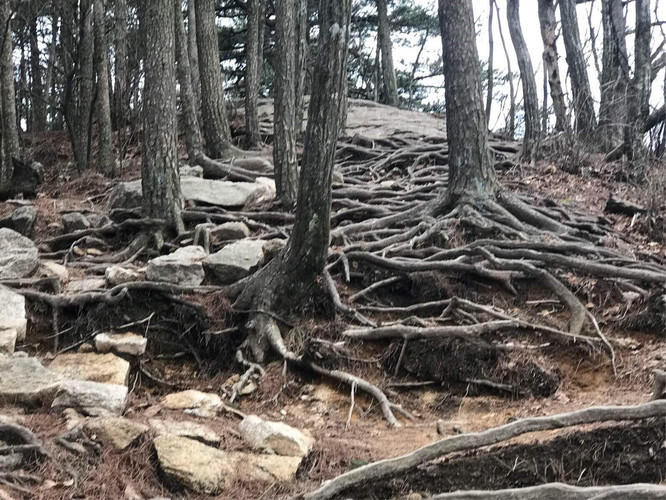        而裸露在地面的虬根,盘结
