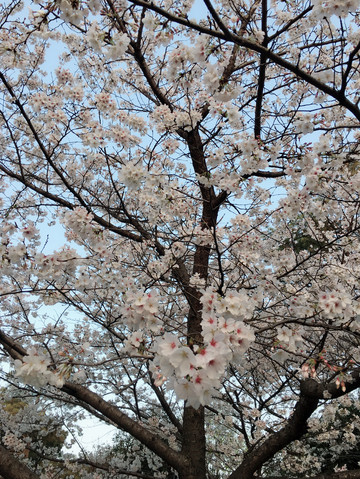 武汉樱花 醉美三月