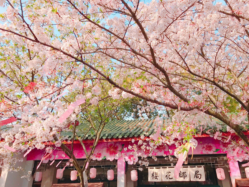 樱花邮局,很多人买了风铃挂在树上祈福