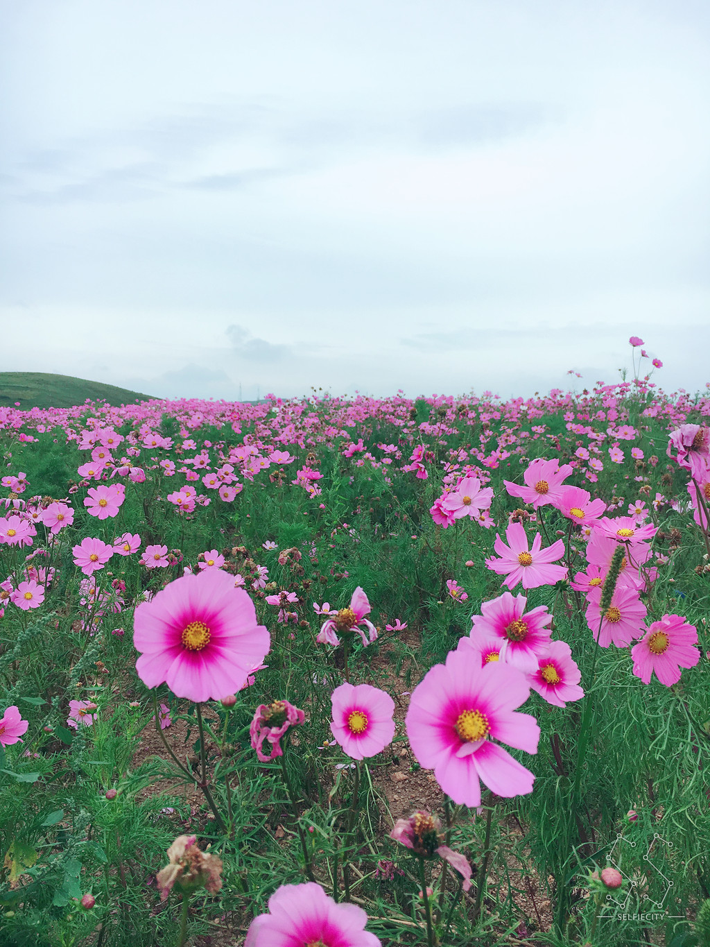                     天路 格桑花