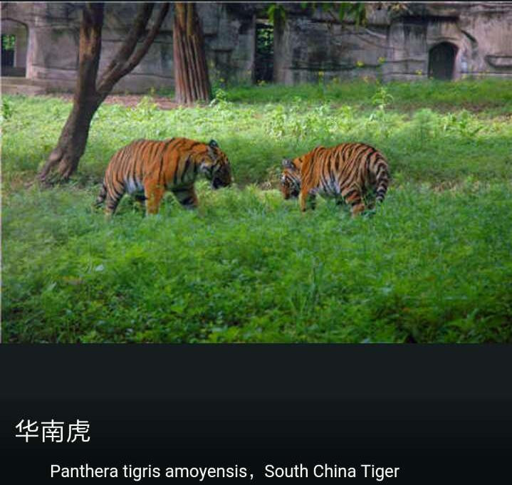 重庆动物园240种动物欢迎您/welcome to chongqing zoo