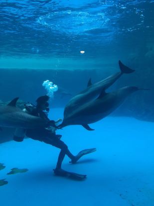 珠海长隆企鹅酒店预订价格,联系电话\位置地址