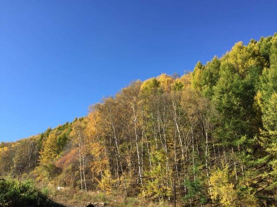 崇礼翠云山森林滑雪度假村预订价格,联系电话\位置地址【携程酒店】