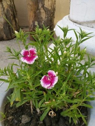 林芝林芝梵行莲花缘客栈怎么样