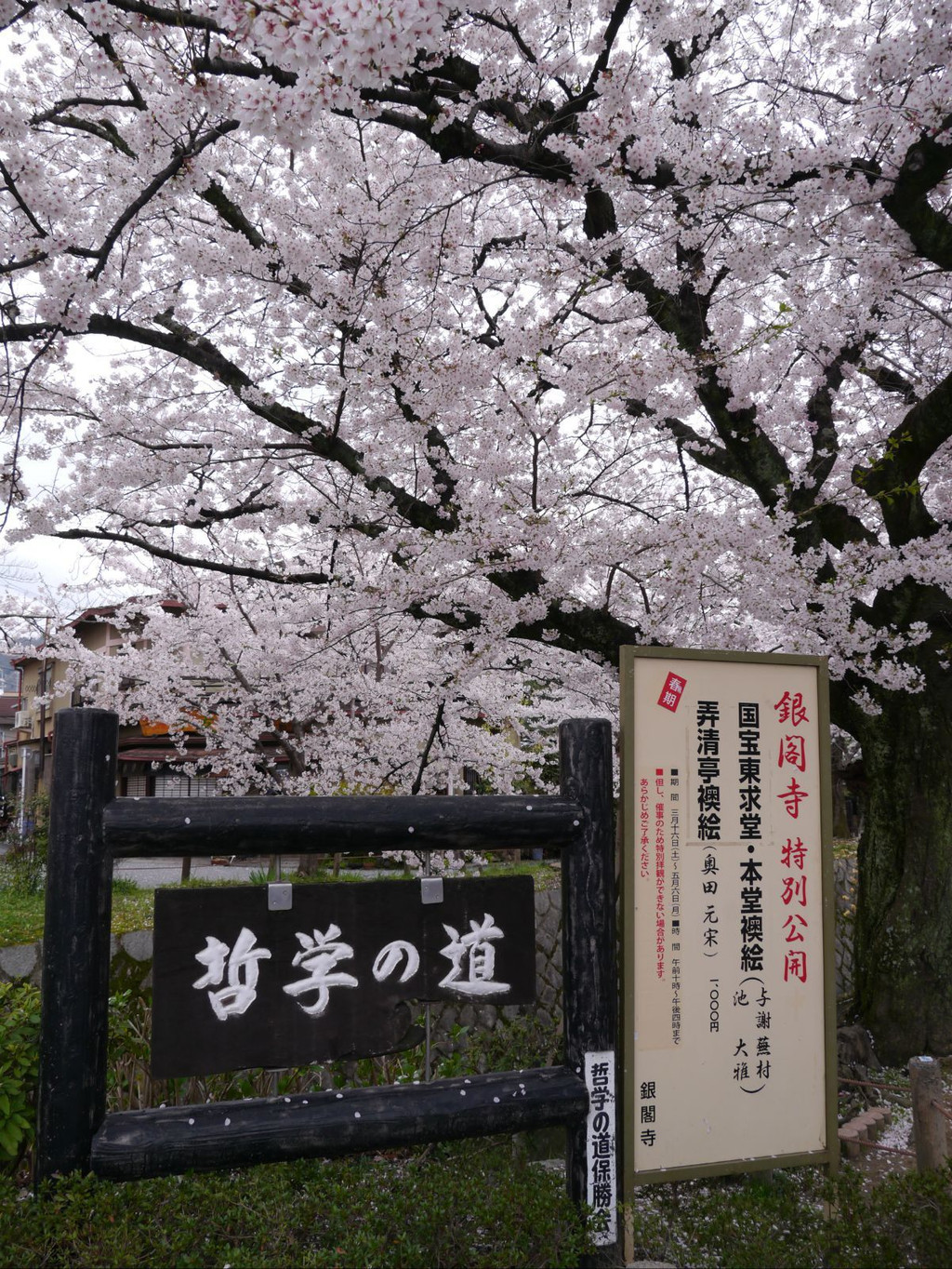 京都哲学之道