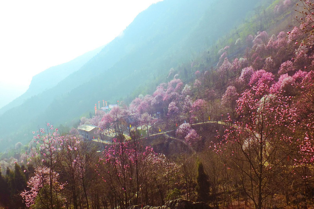 九皇山花溪景,赏花玩水露营浪漫二日游