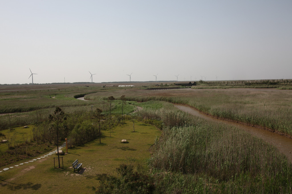 上海一日游之崇明东滩湿地