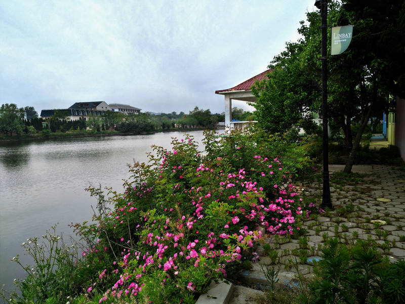 带你看不一样的日照( 花海、竹林、山峰、寺庙