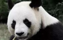 去爱尔兰自由行,当地治安情况怎么样?