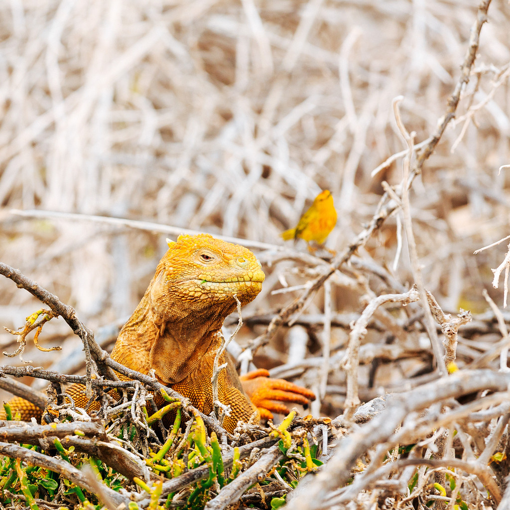 陆鬣蜥( land iguana )