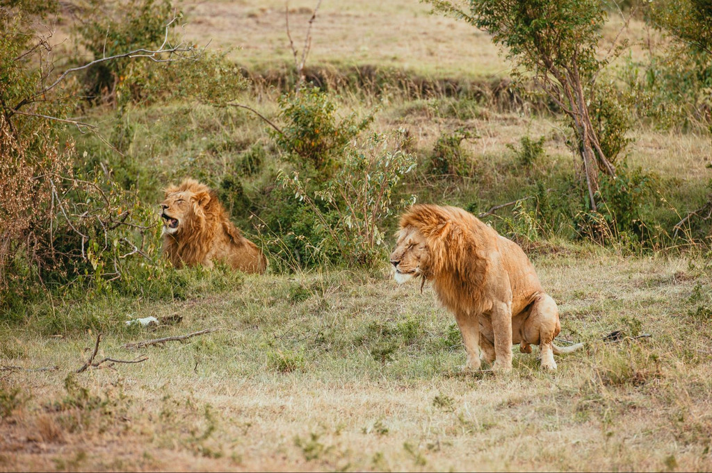 jambo,kenya!肯尼亞義工旅行