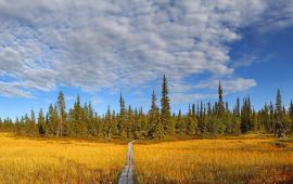 萨利色尔卡金矿天气预报