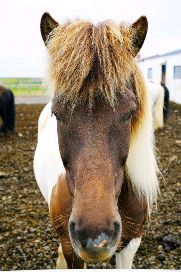 在日不落的冰岛 拥抱美丽-快乐咔嚓声