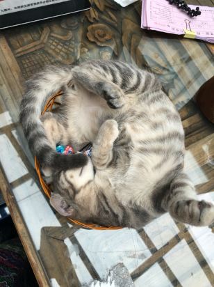 比较安静的猫咪推荐 230n080000002yv88A6CD_W_550_412.jpg