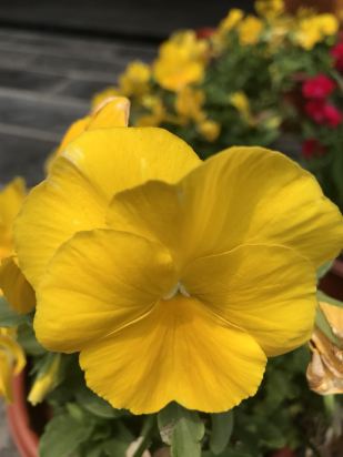 求下sai的炭笔笔刷 有的话就感激不尽了