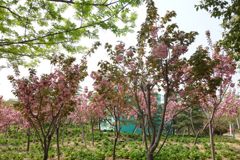 郑州两日游- 绿博园 --黄河湿地公园