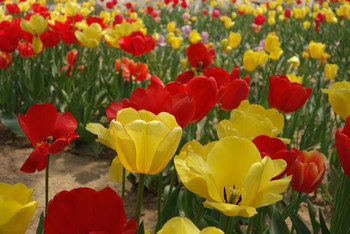 郑州两日游- 绿博园 --黄河湿地公园